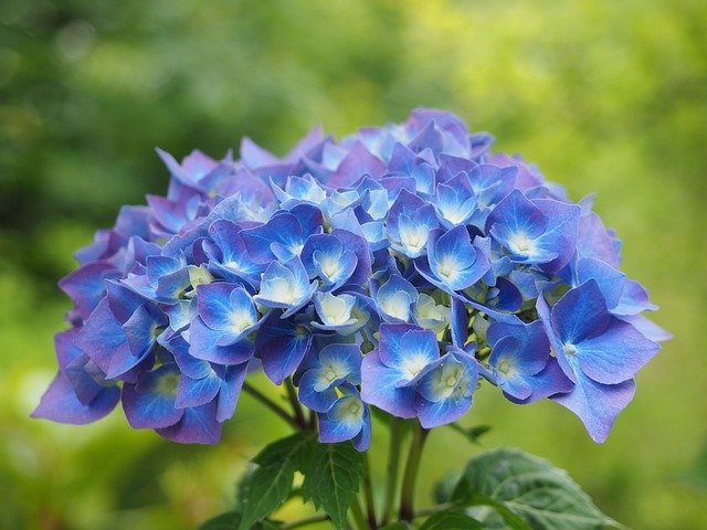 makna bunga hydrangea