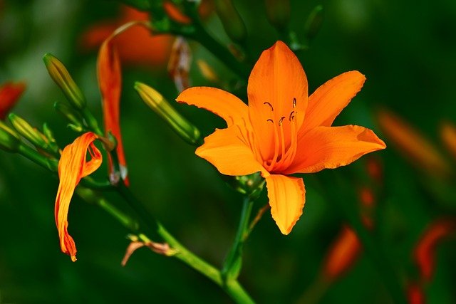 makna bunga lily